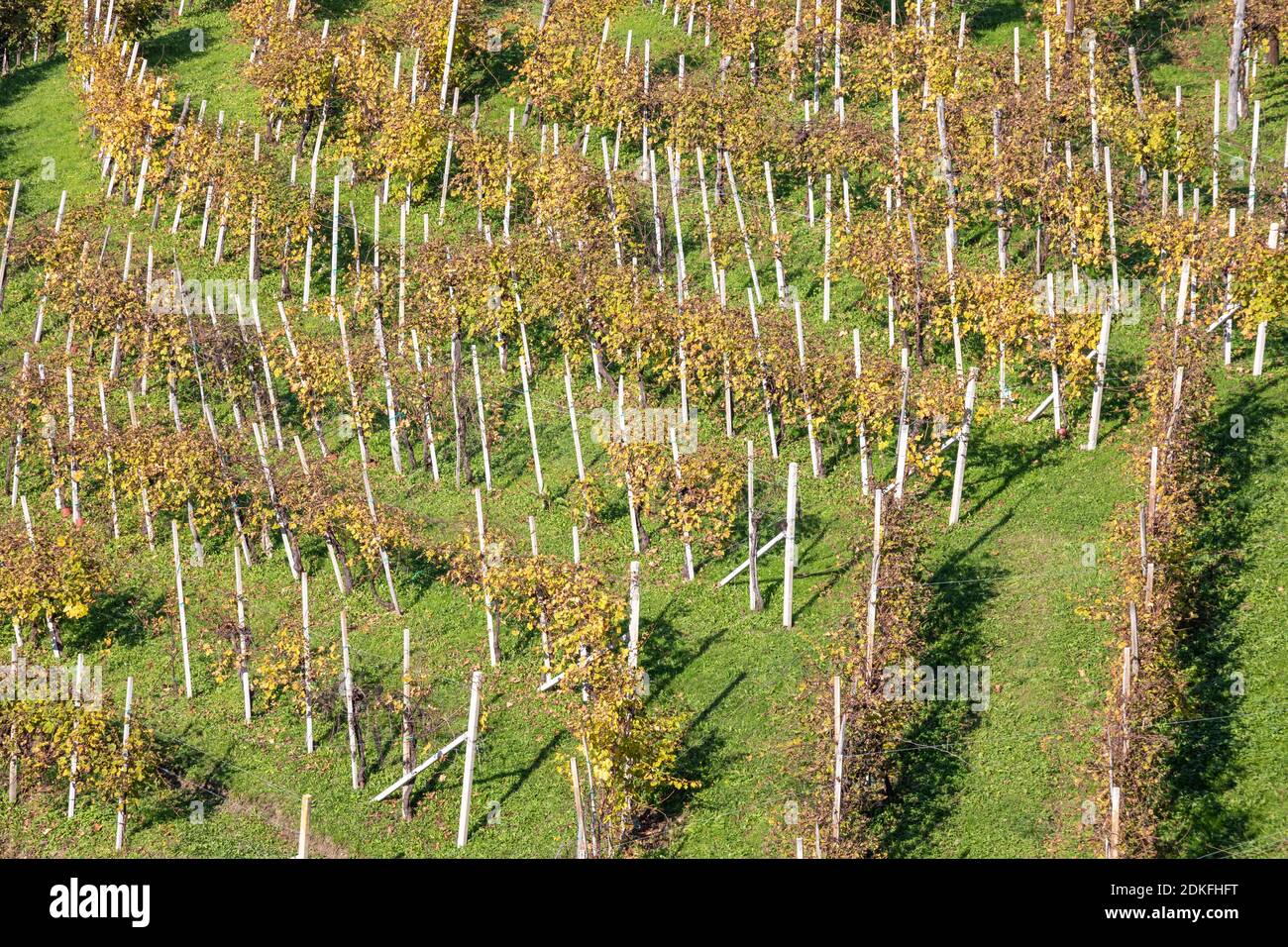 rows of vines, vineyards in autumn, hills of prosecco di conegliano and valdobbiadene, unesco world heritage site, province of treviso, veneto, italy Stock Photo