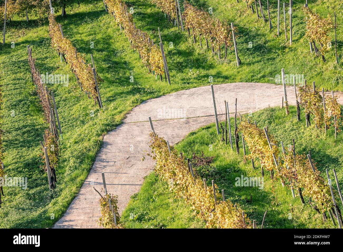 road through the rows of vines, vineyards in autumn, hills of prosecco di conegliano and valdobbiadene, unesco world heritage site, province of treviso, veneto, italy Stock Photo