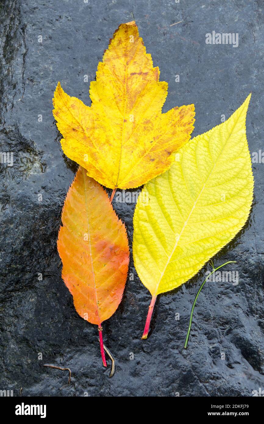 Fallen leaves in the autumn rain on a black granite stone, raindrops on ...