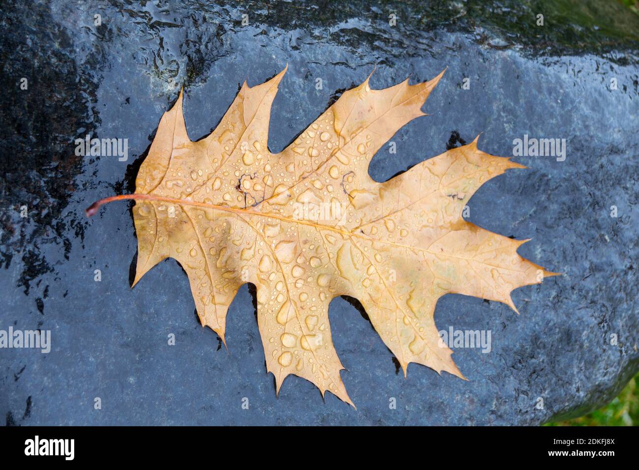 Fallen pin oak leaves in the autumn rain on a black granite stone ...