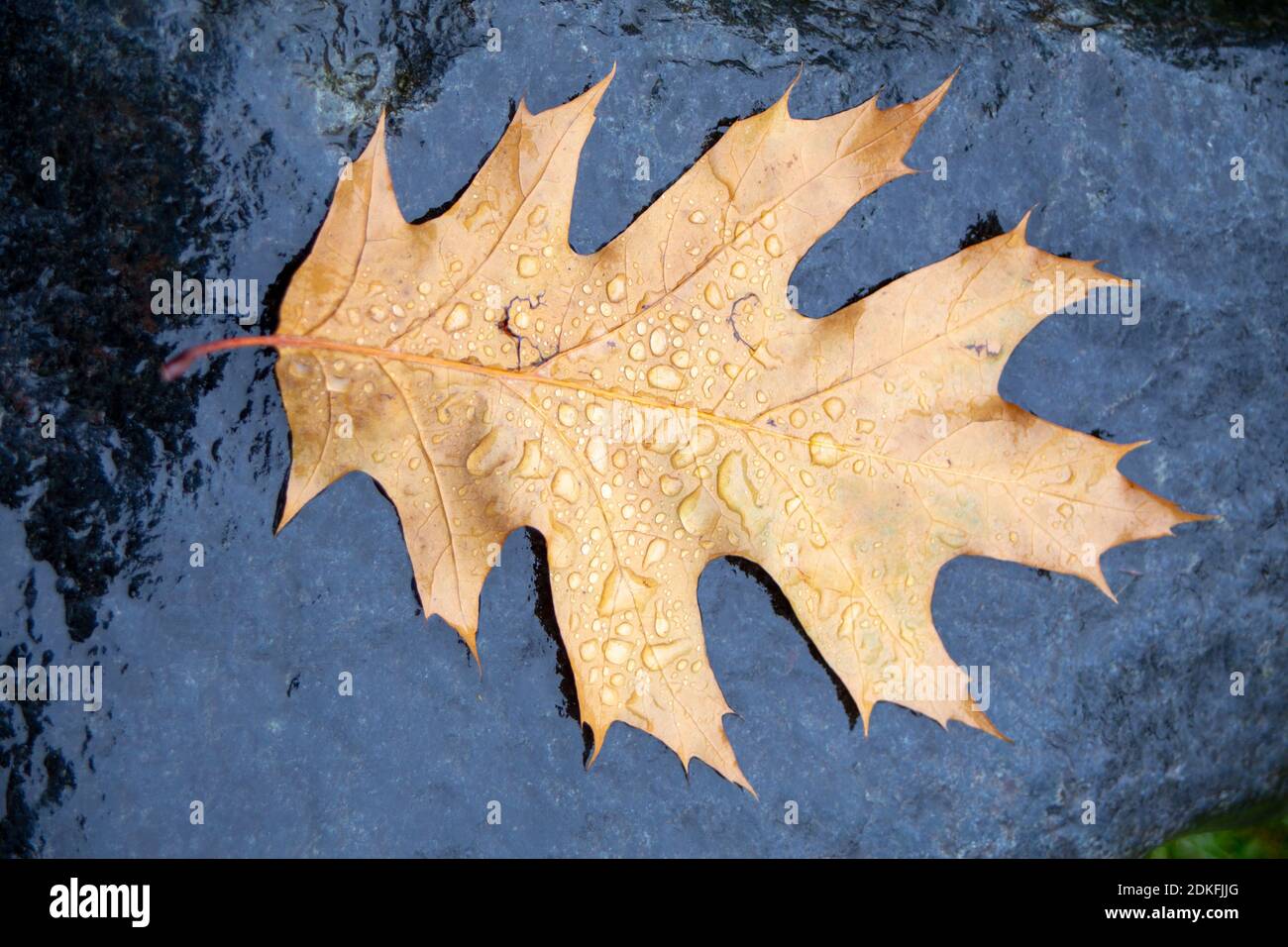 Fallen pin oak leaves in the autumn rain on a black granite stone ...