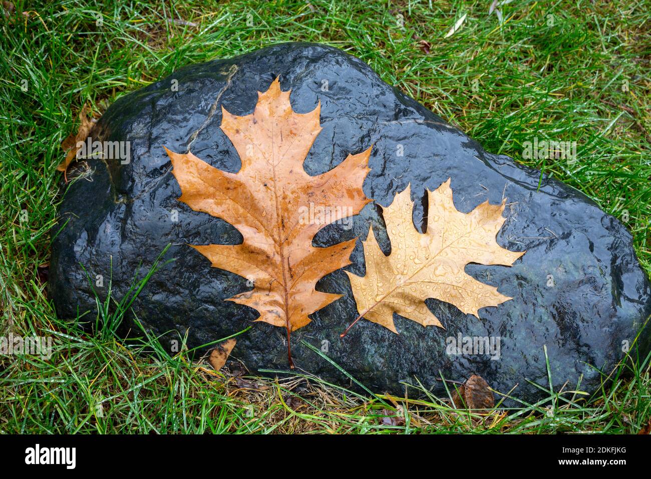Fallen pin oak leaves in the autumn rain on a black granite stone ...