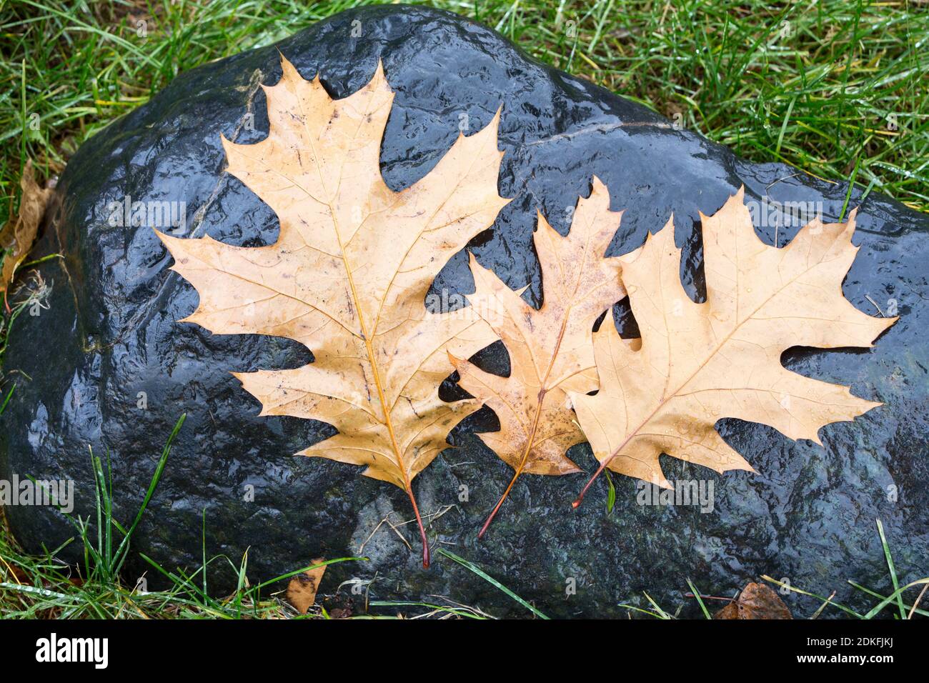 Fallen pin oak leaves in the autumn rain on a black granite stone ...