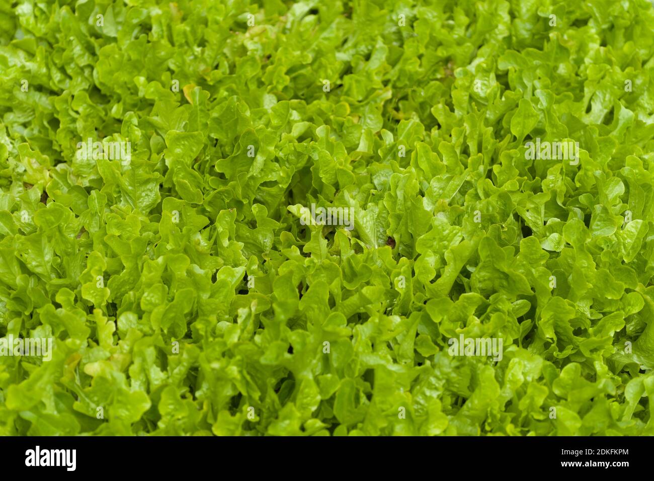 Lettuce field in Hanover, Lower Saxony, Germany Stock Photo