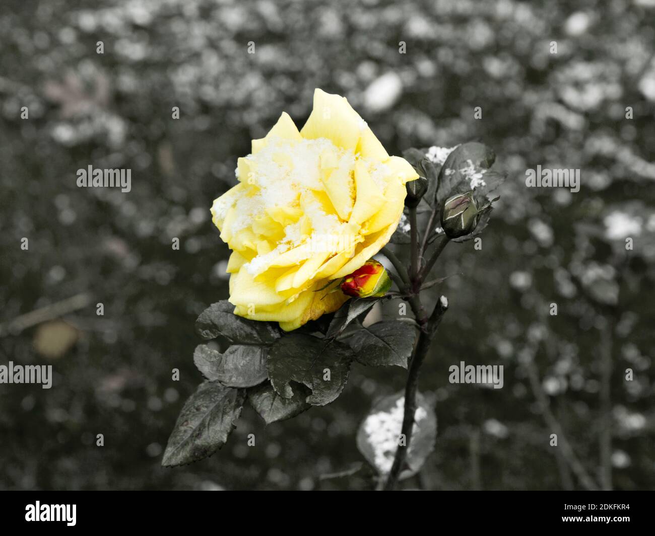 Delicate yellow roses in a flower bed covered with fresh snow on monochrome background Stock Photo