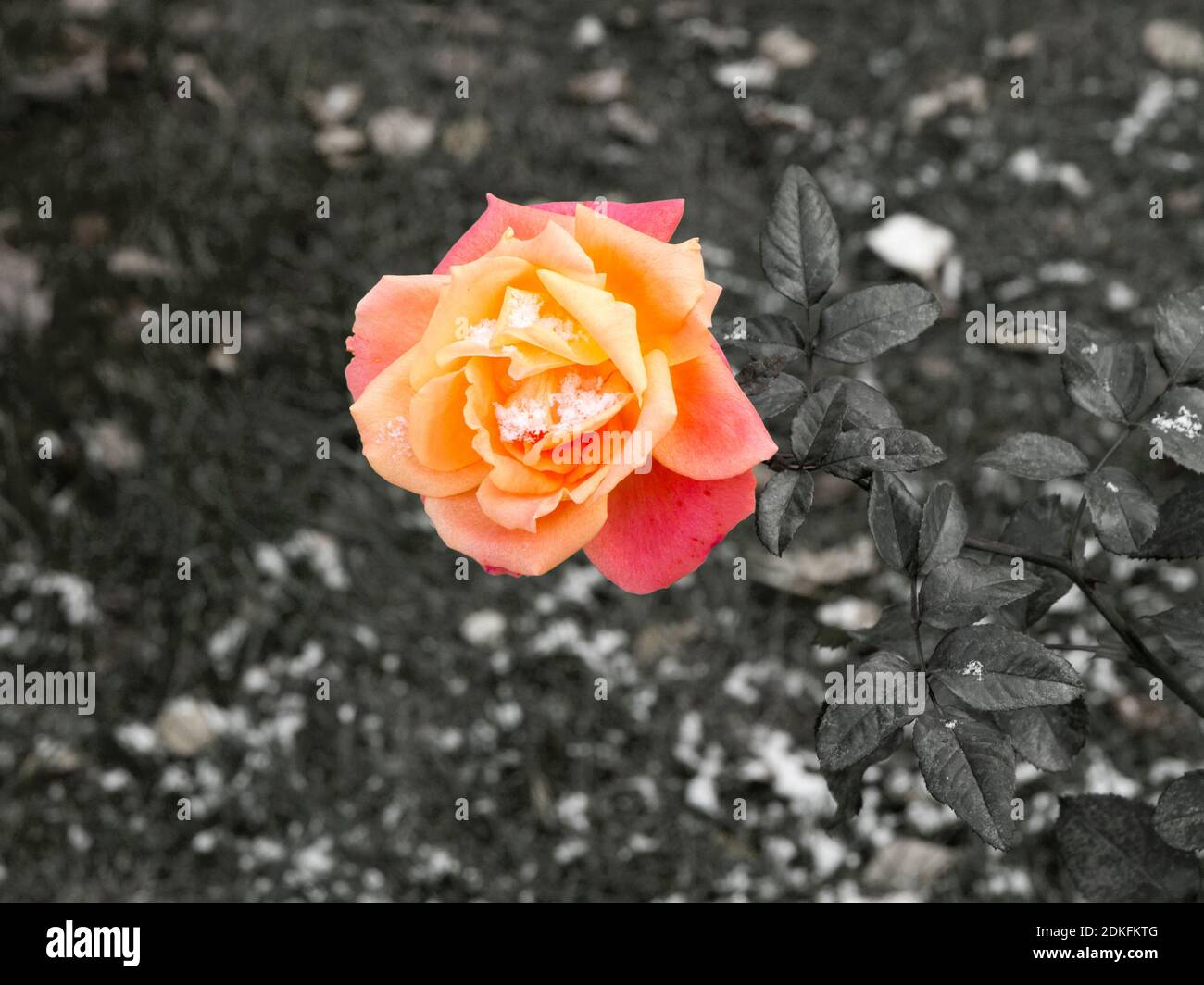 Delicate pink roses in a flower bed covered with fresh snow on ...