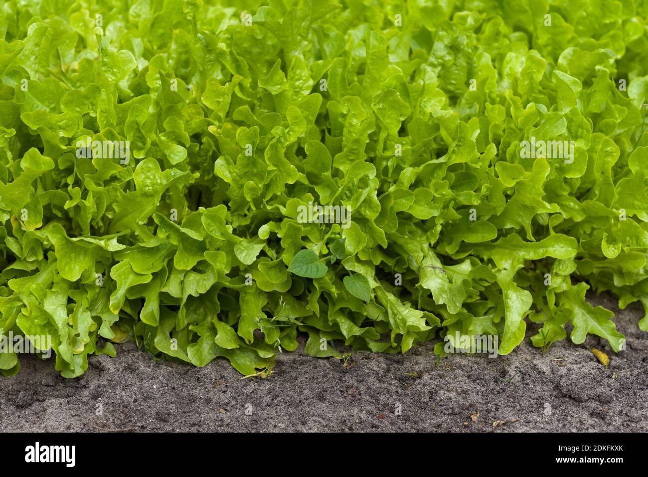 Lettuce field in Hanover, Lower Saxony, Germany Stock Photo