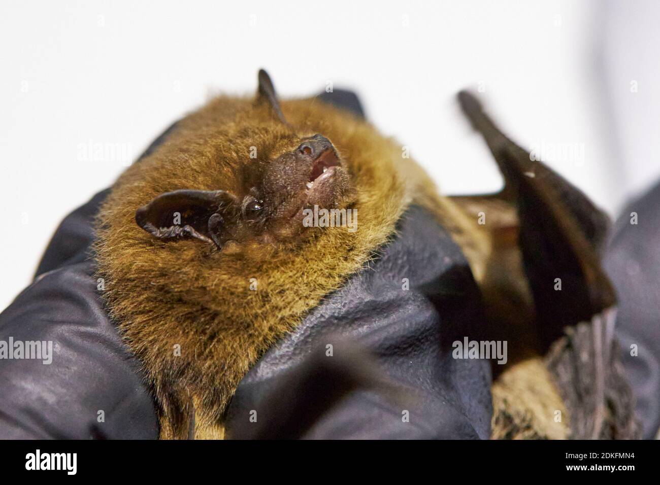 Bat, rough-skin bat, Pipistrellus nathusii, head, research Stock Photo