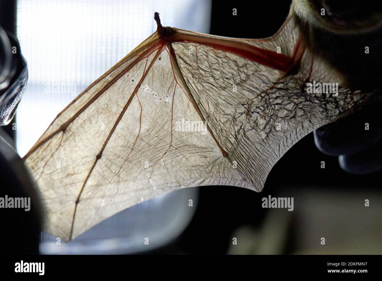 Bat, rough-skin bat, Pipistrellus nathusii, wings, research Stock Photo