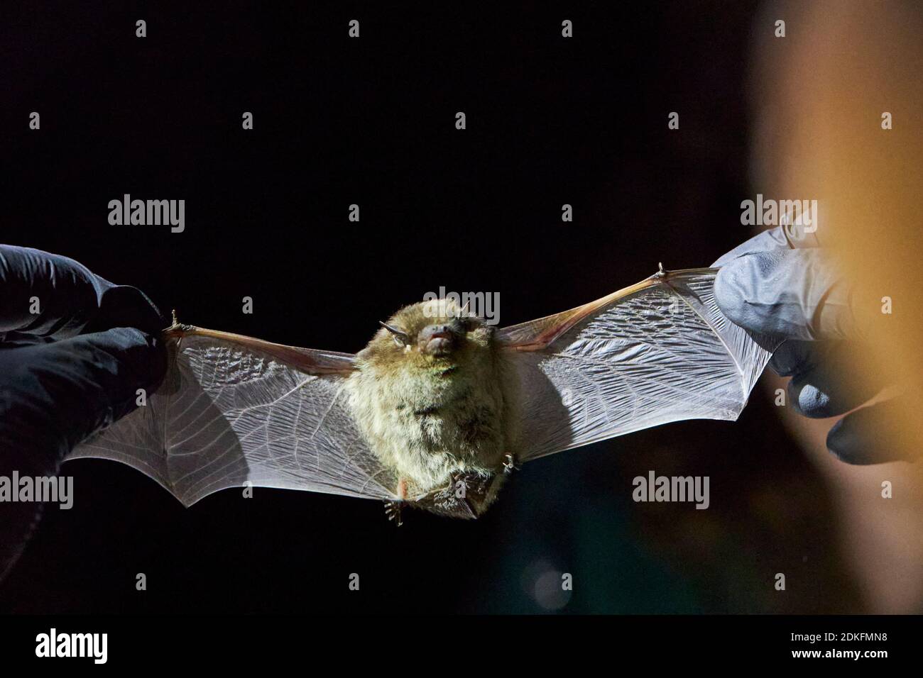 Bat, Rough-skin bat, Pipistrellus nathusii, wings, research Stock Photo