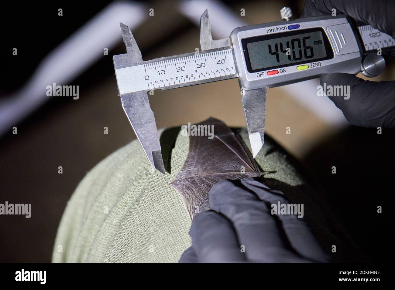 Bat, wings, surveying, research Stock Photo