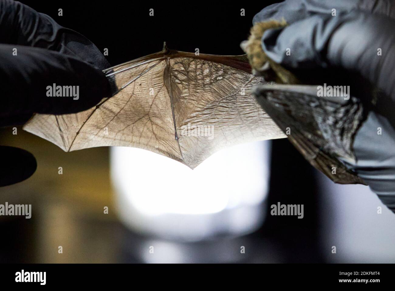Bat, Rough-skin bat, Pipistrellus nathusii, wings, research Stock Photo
