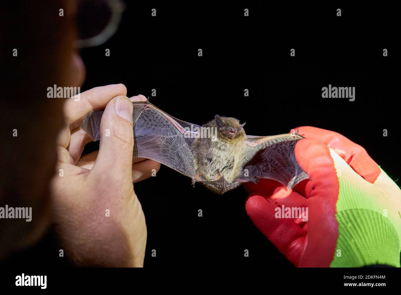 Bat, rough-skin bat, Pipistrellus nathusii, hand, research Stock Photo
