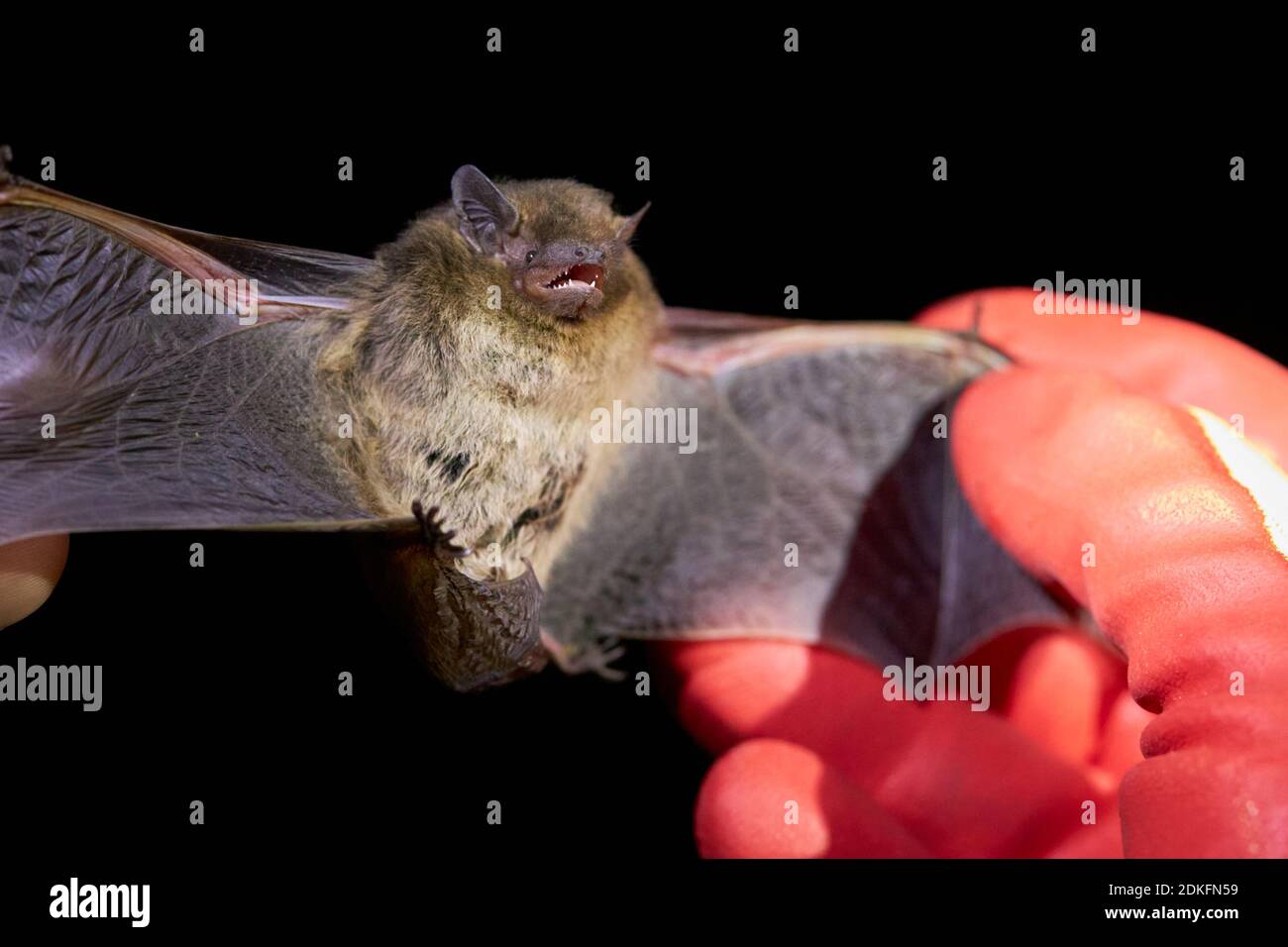 Bat, rough-skin bat, Pipistrellus nathusii, hand, research Stock Photo