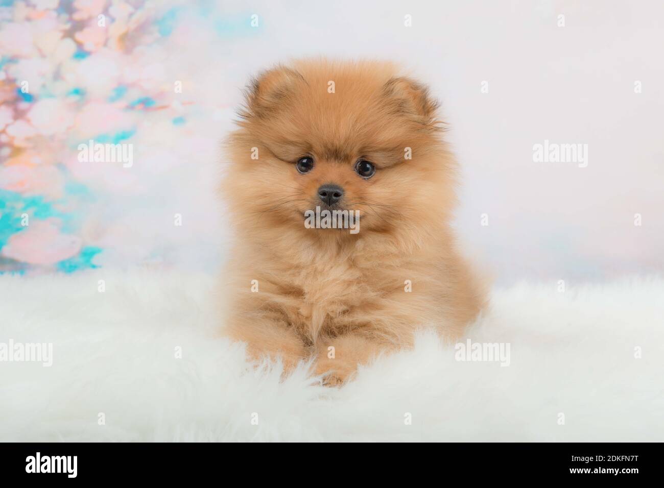 Fuzzy Pomeranian High Resolution Stock Photography And Images Alamy Fuzzy Pomeranian High Resolution Stock Photography And Images Alamy
