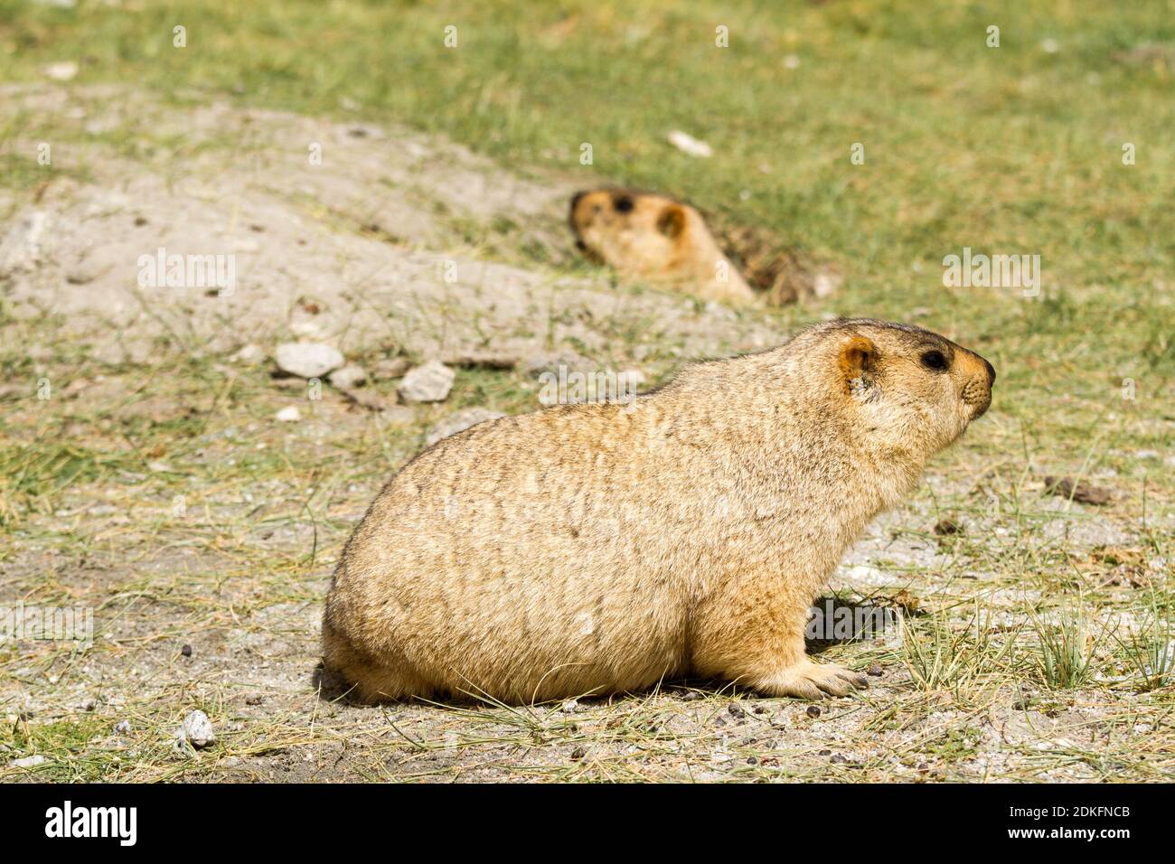 The Legendary Gold-Digging Himalayan Marmot