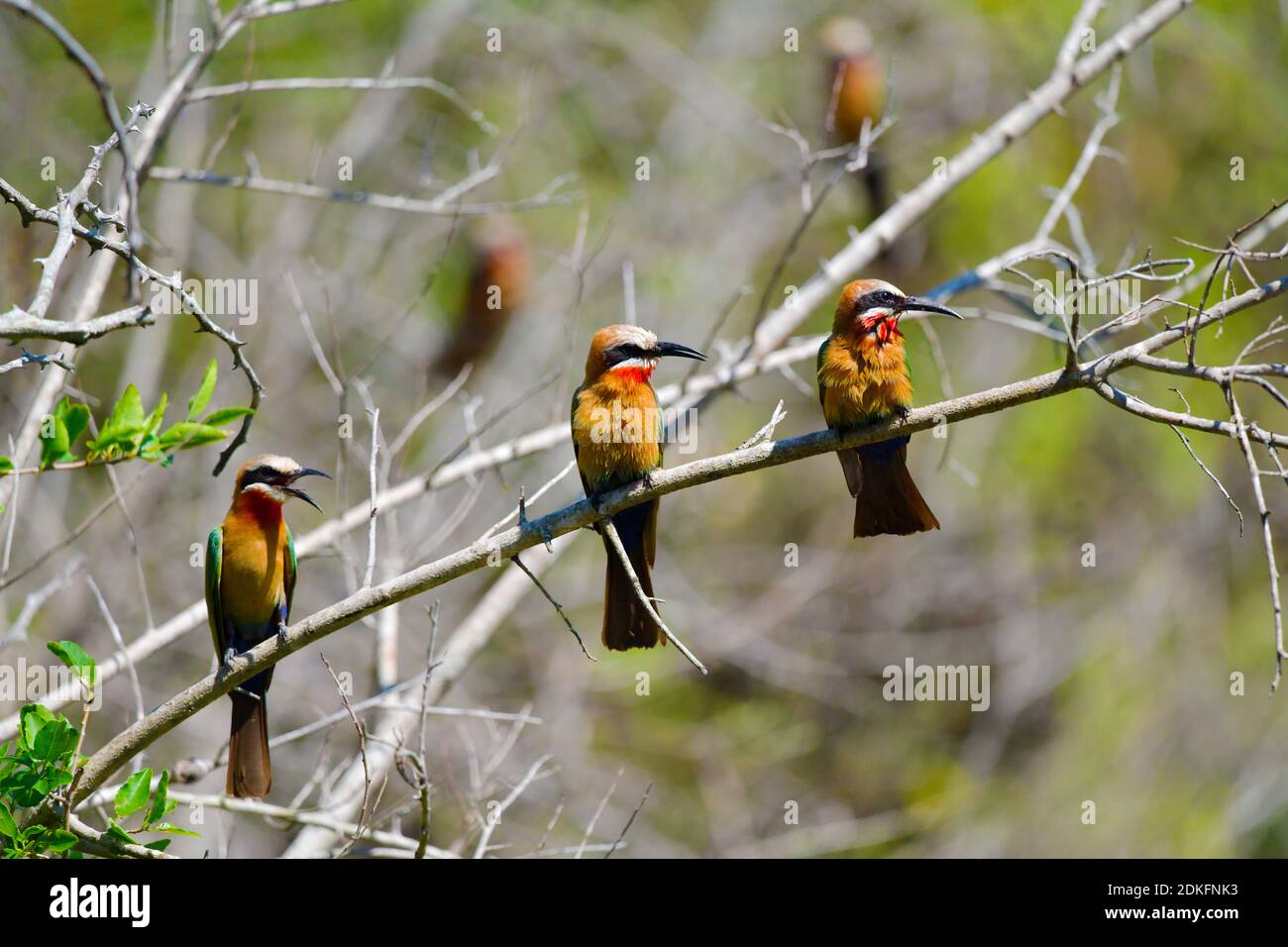 White-fronted Bee-eater (Merops bullockoides) three birds sitting on branch in uMkhuze Game Reserve, South Africa. Stock Photo