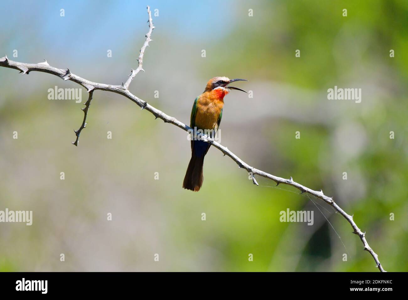 White-fronted Bee-eater (Merops bullockoides) perched on thorny branch in uMkhuze Game Reserve, South Africa. Stock Photo