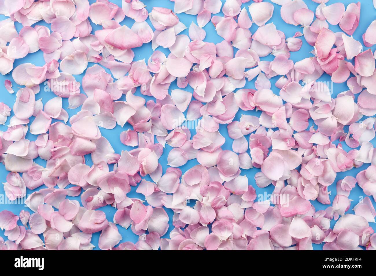Blue rose petals hi-res stock photography and images - Alamy