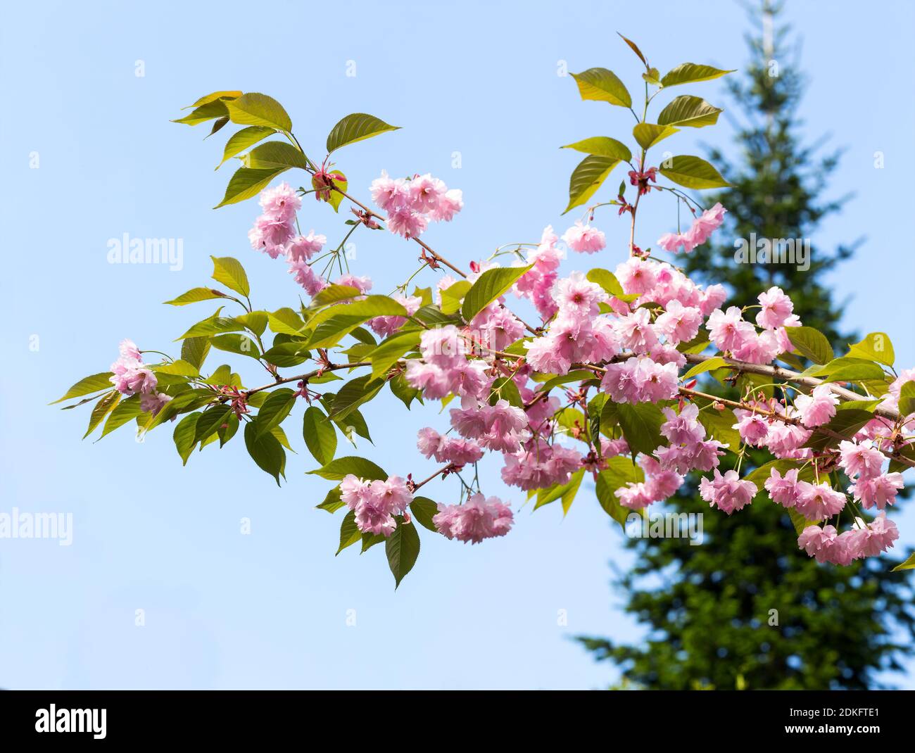 Sakura fresh blossoms against a background of spruce and blue sky in the Victory Day in Moscow, Russia Stock Photo