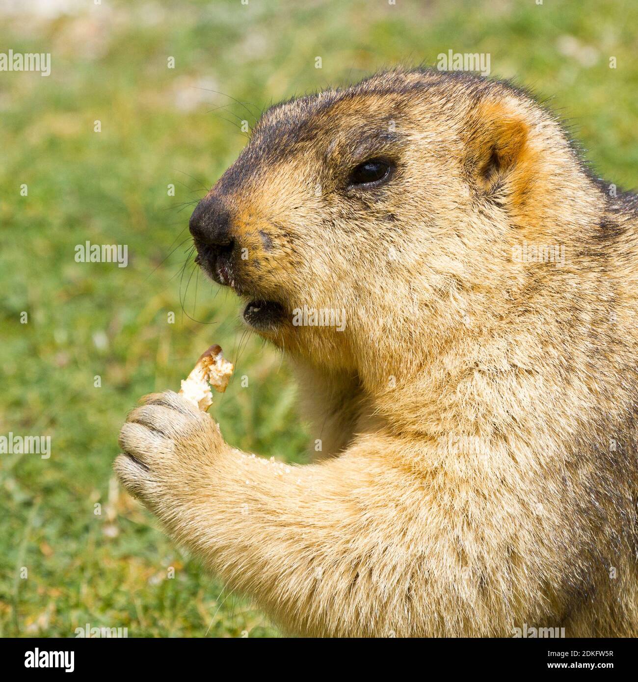 Funny himalayan marmot (groundhog) with biscuit on the green meadow in the vicinity of Pangong Tso Lake  (Himalayas, Ladakh, Jammu and Kashmir, India) Stock Photo