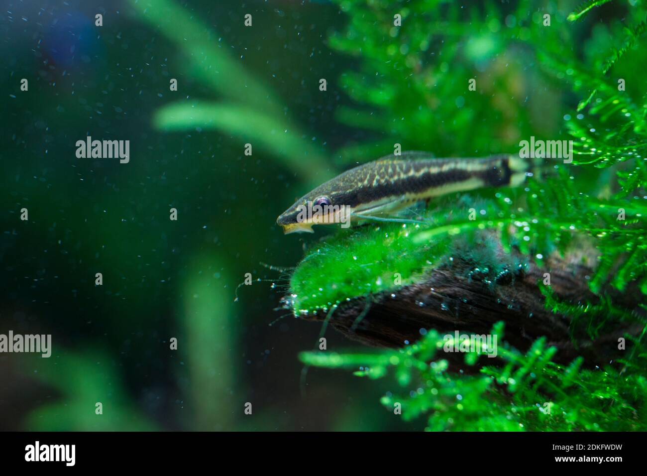 Otocinclus macrospilus fish feeding with algae Stock Photo