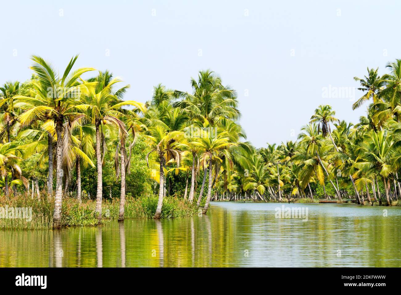 Jungle of Kerala backwaters - a chain of brackish lagoons and lakes lying parallel to the Arabian Sea coast in Kerala, southern India Stock Photo