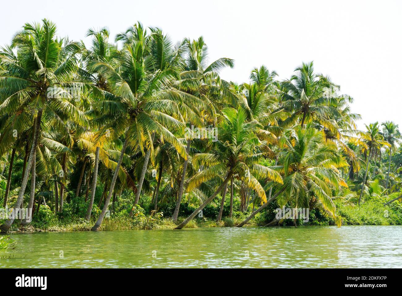 Jungle of Kerala backwaters - a chain of brackish lagoons and lakes lying parallel to the Arabian Sea coast in Kerala, southern India Stock Photo