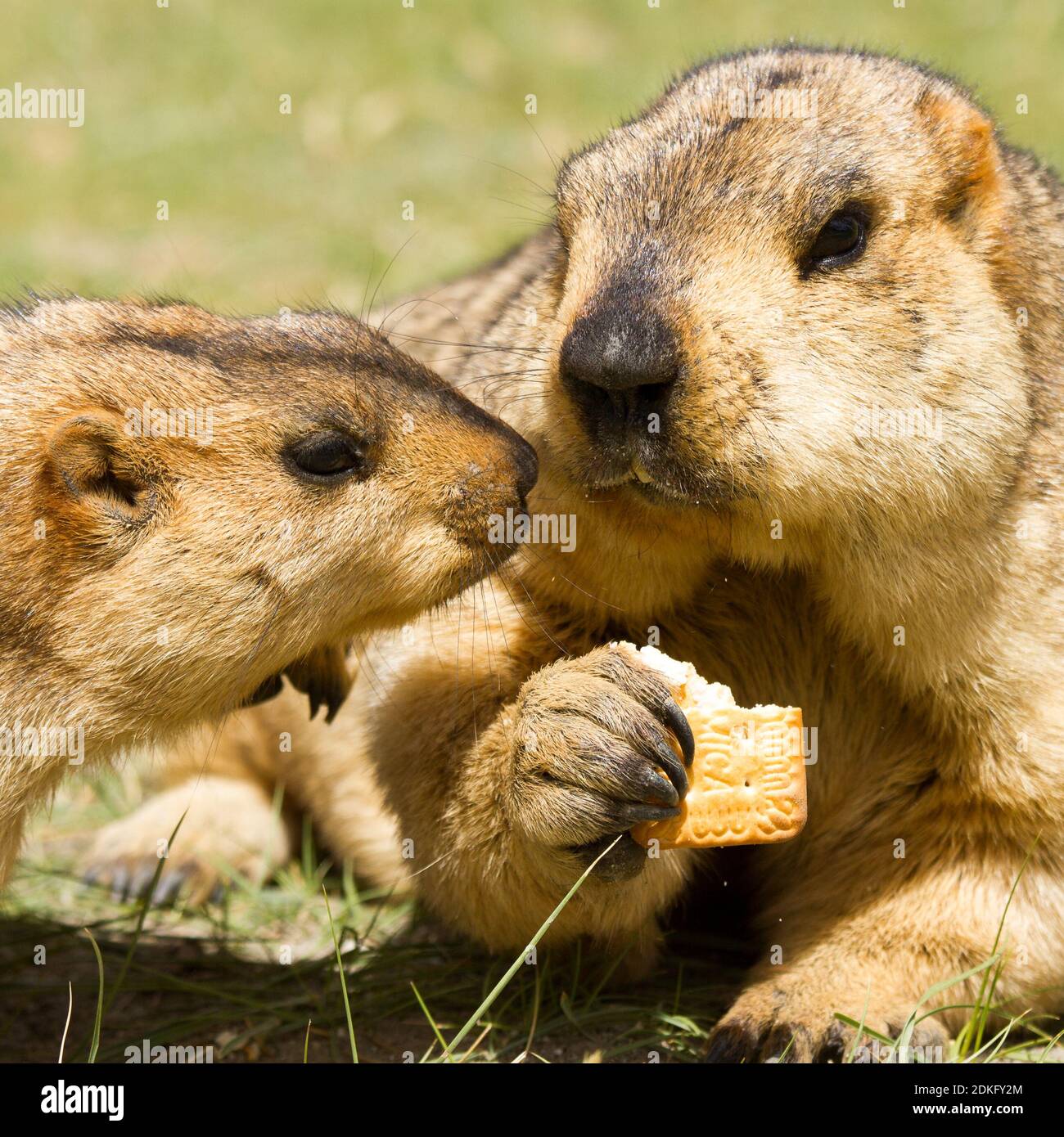 Couple of funny surprising himalayan marmots (groundhogs) with biscuit on the green meadow in the vicinity of Pangong Tso Lake (Himalayas, Ladakh, Ind Stock Photo