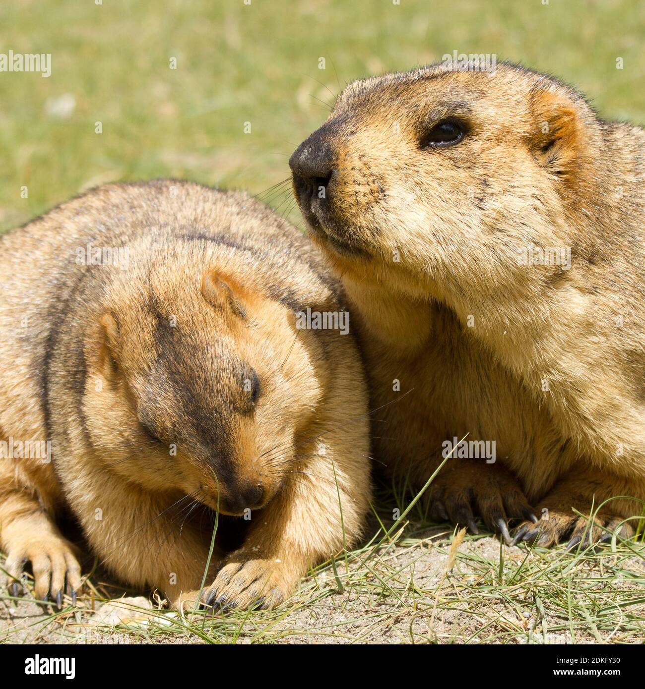 Couple of funny surprising himalayan marmots (groundhogs) on the green meadow in the vicinity of Pangong Tso Lake (Himalayas, Ladakh, India) Stock Photo