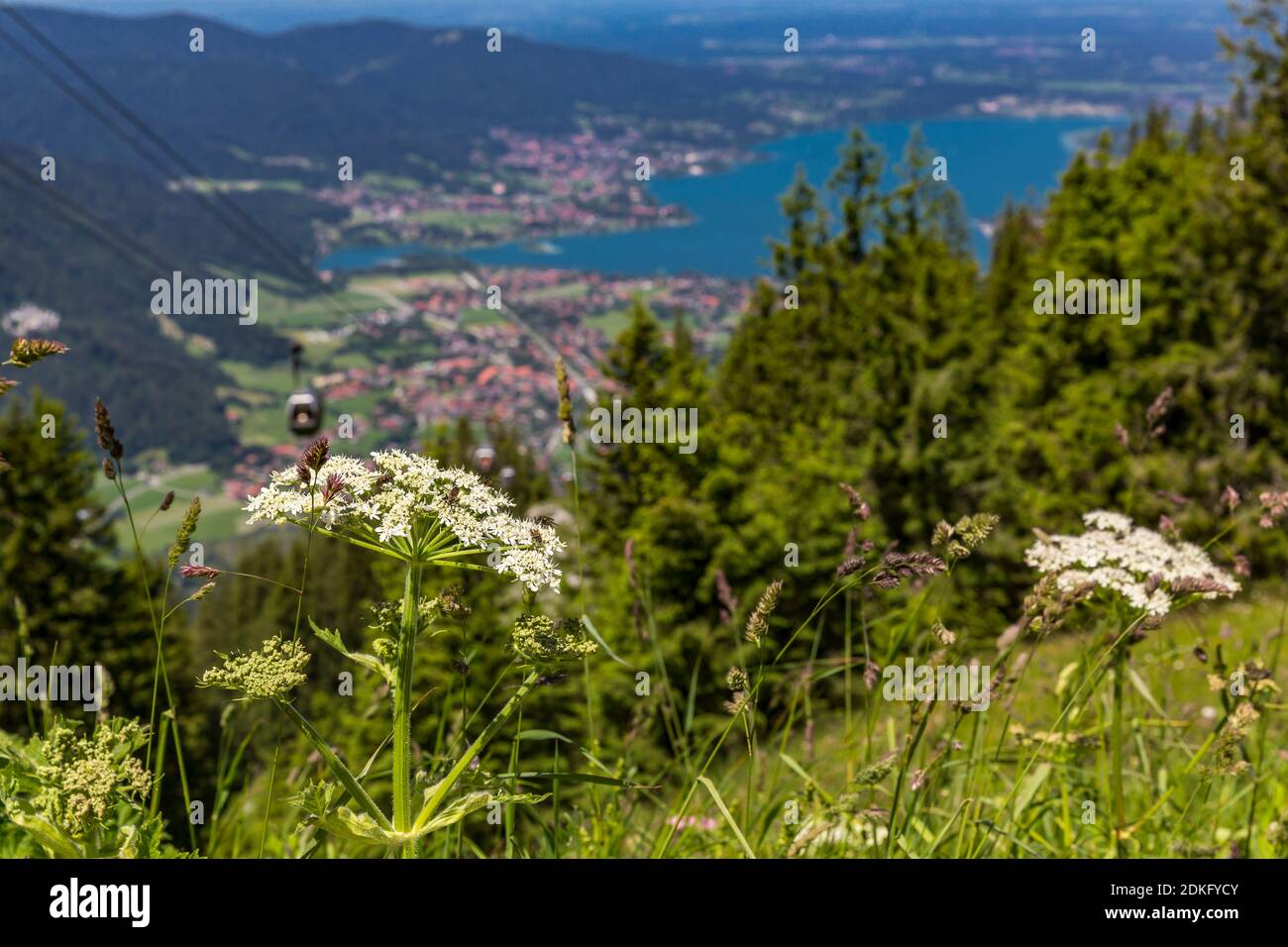 Giant hogweed, (Heracleum mantegazzianum), Wallberg, 1722 m, Rottach-Egern, Tegernsee, Bavarian Alps, Bavaria, Germany, Europe Stock Photo