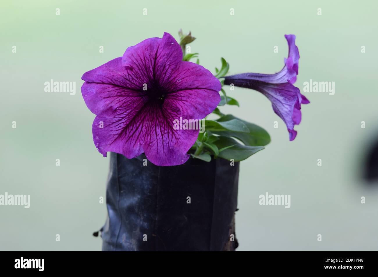 Close up of Beautiful Purple violet petunia flowers Stock Photo