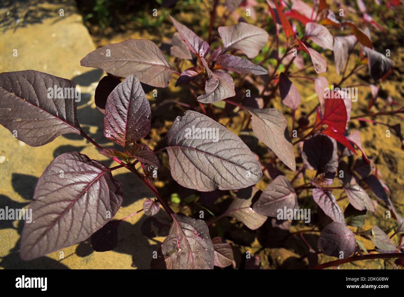 Red amaranth leafy vegetable in shade of red pink and purple. full grown as well as tender younf leaves kitchen gardening growing harvest. selective f Stock Photo