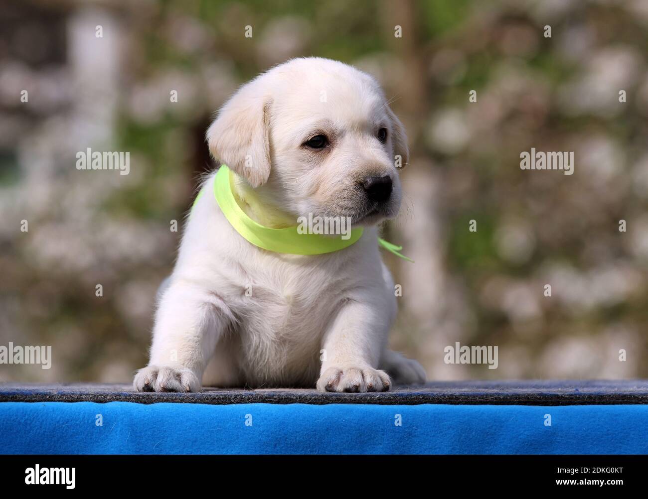 the yellow labrador puppy on the blue background Stock Photo - Alamy