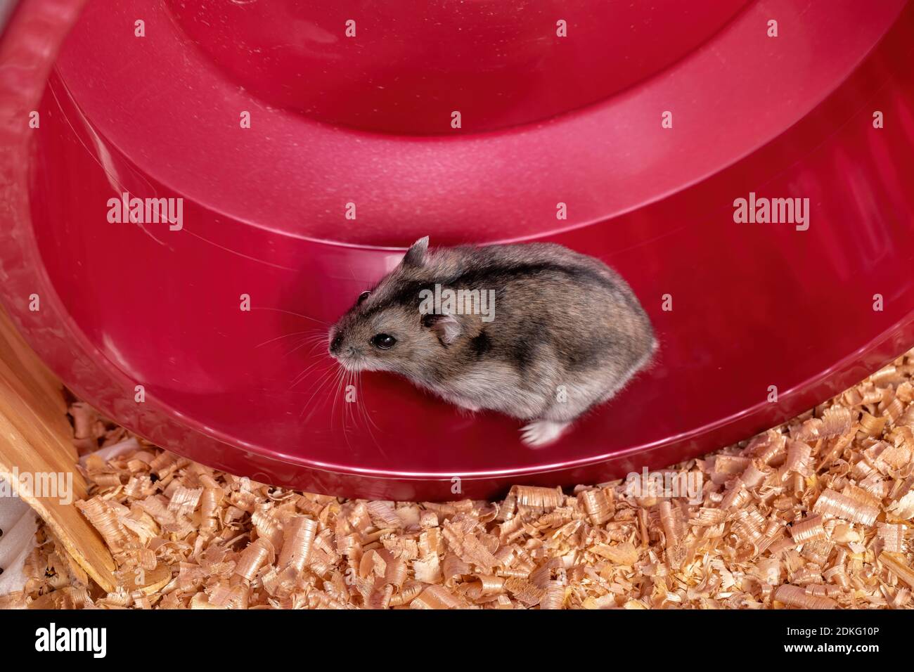 Campbell's dwarf hamster of the species Phodopus campbelli running on the wheel Stock Photo Alamy