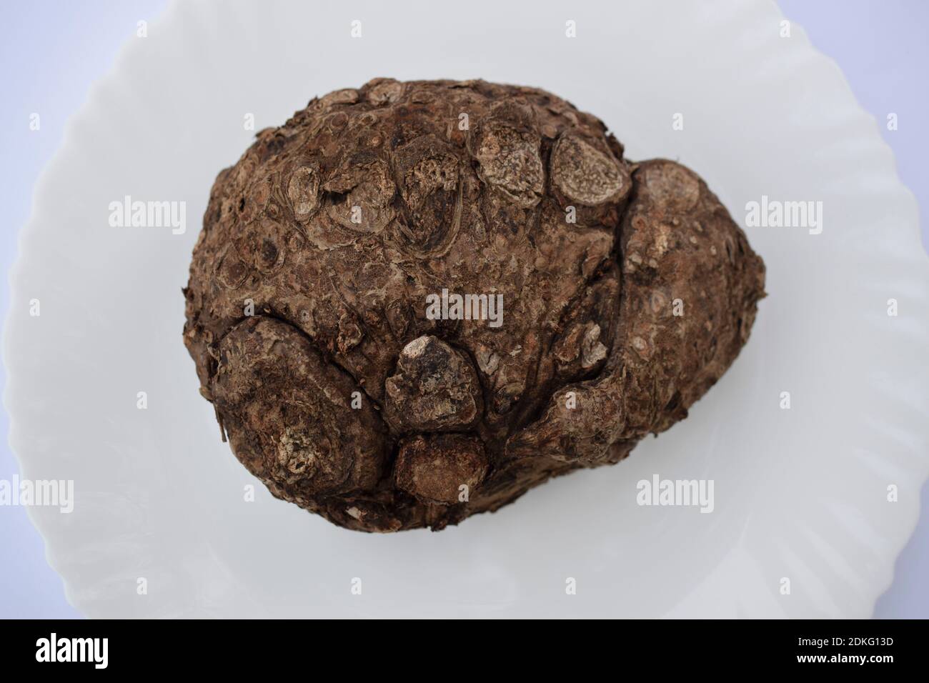 Top view close up of Elephant foot yam or whitespot giant arum, is a tropical tuber crop grown in Africa, Asia. Organic raw vegetable with white backg Stock Photo