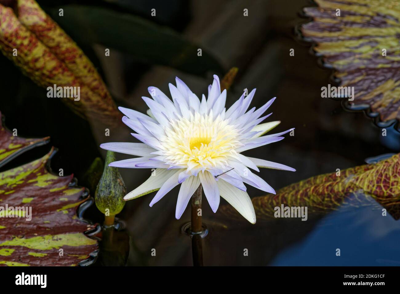 Waterlily; Nymphaea; herbaceous; tropical; day-flowering; white; lavender tips; yellow center; dragonfly, large bi-color leaves; Pennsylvania Stock Photo