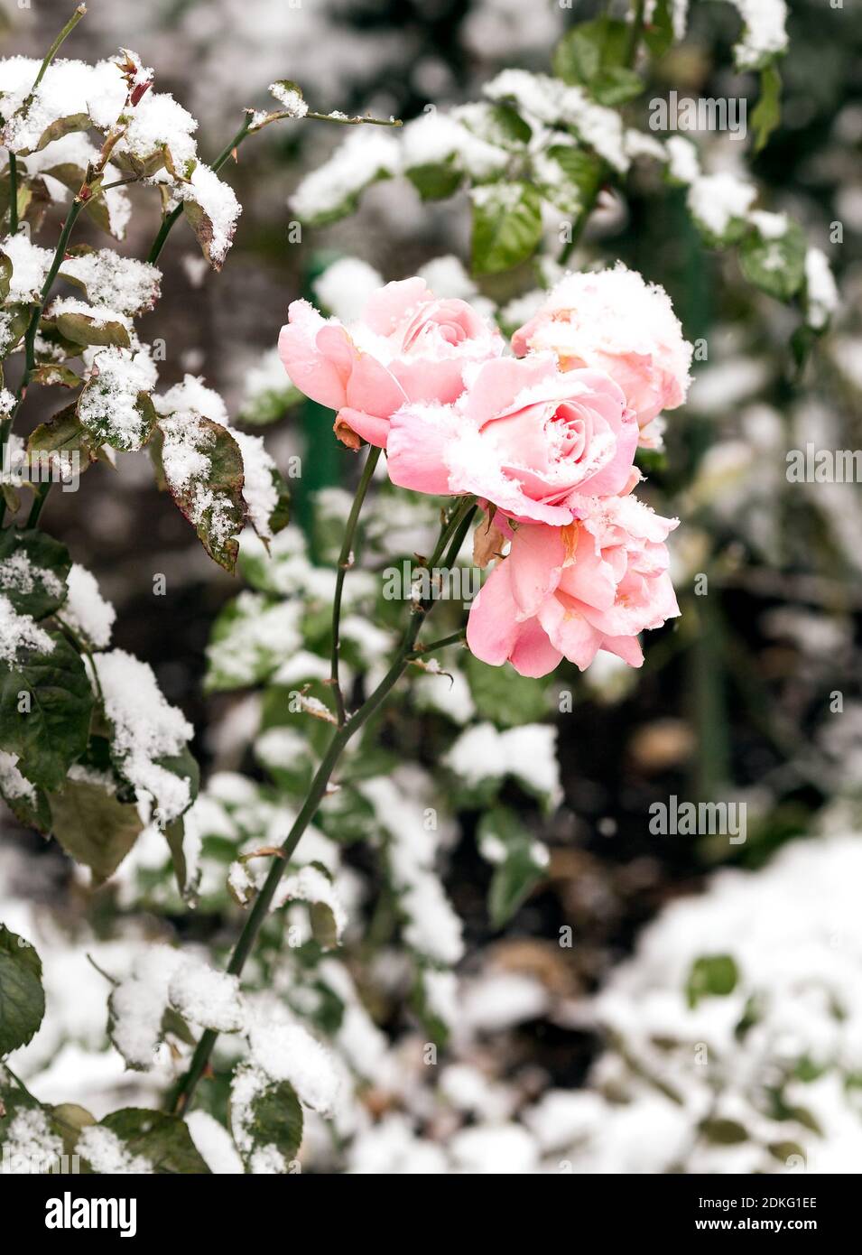 Delicate pink roses in a flower bed covered with fresh snow Stock Photo ...