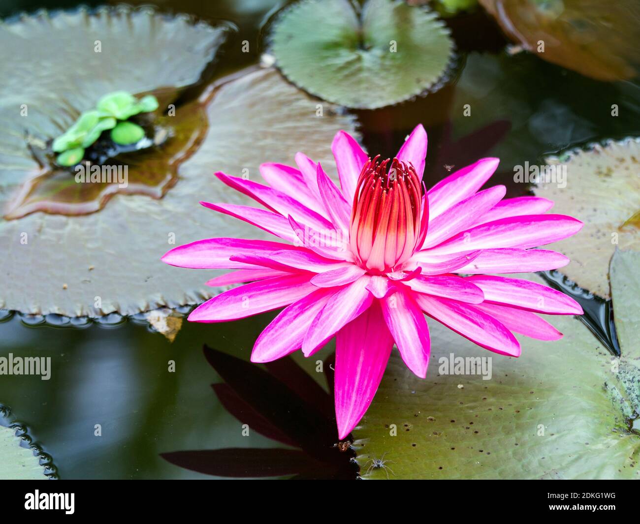 Flora kerala hires stock photography and images Alamy