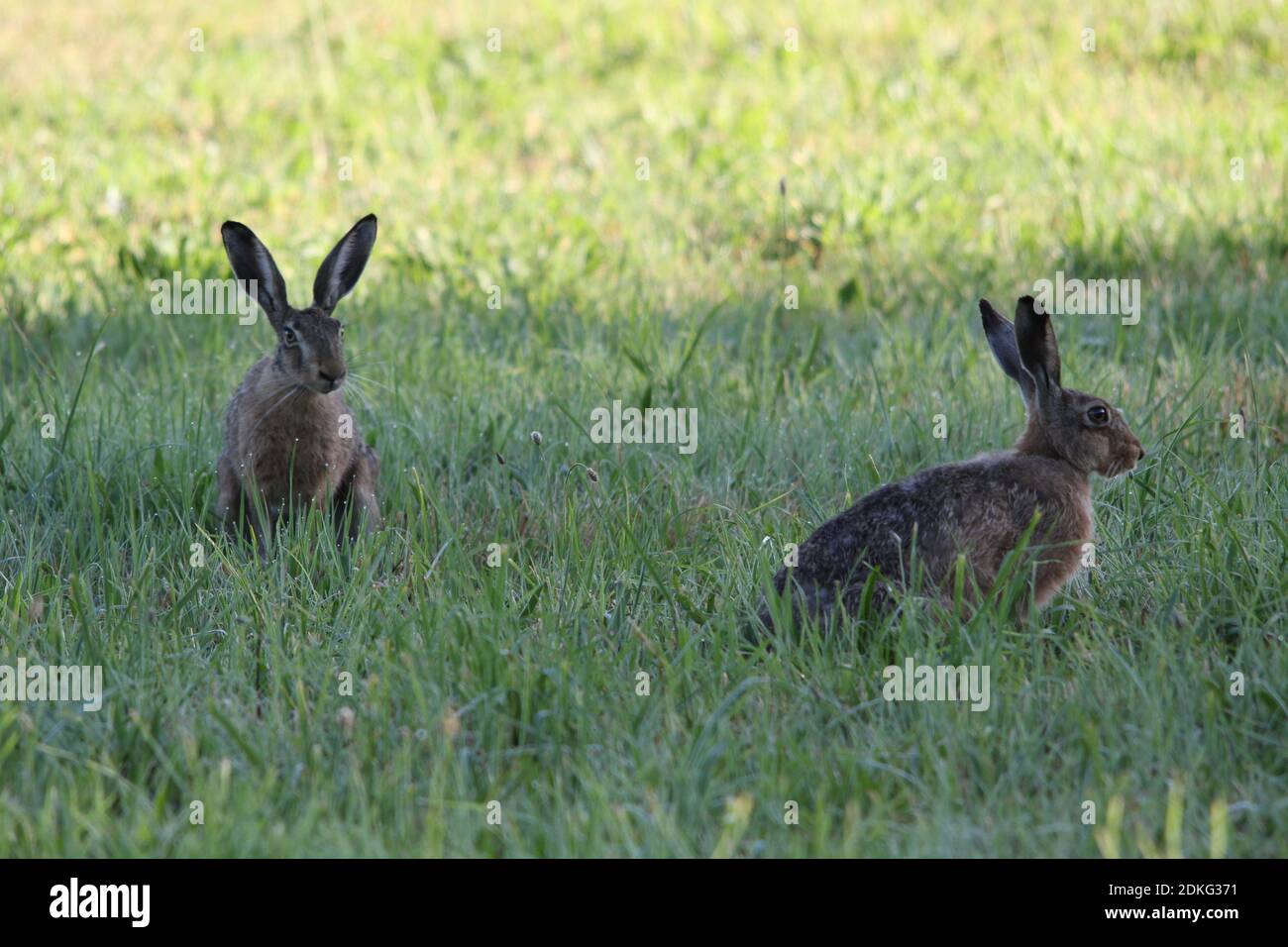 young hare, bunny hopping within green grass in spring tim around easter Stock Photo