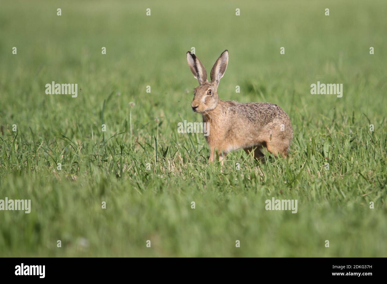 young hare, bunny hopping within green grass in spring tim around easter Stock Photo