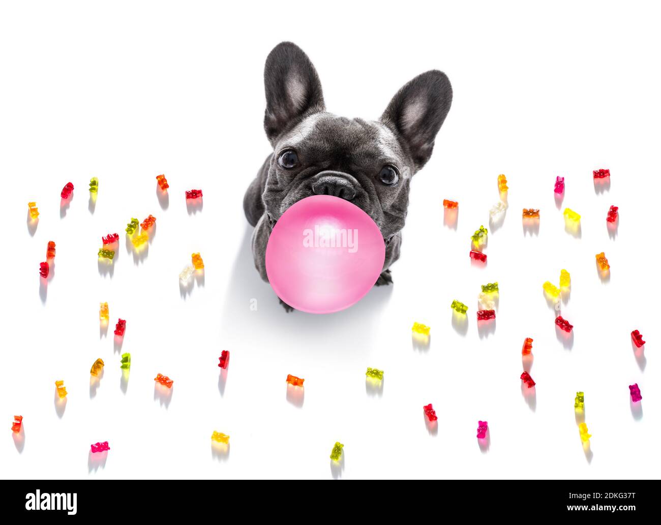 french bulldog eating sweet candies and chewing bubble gum, isolated on