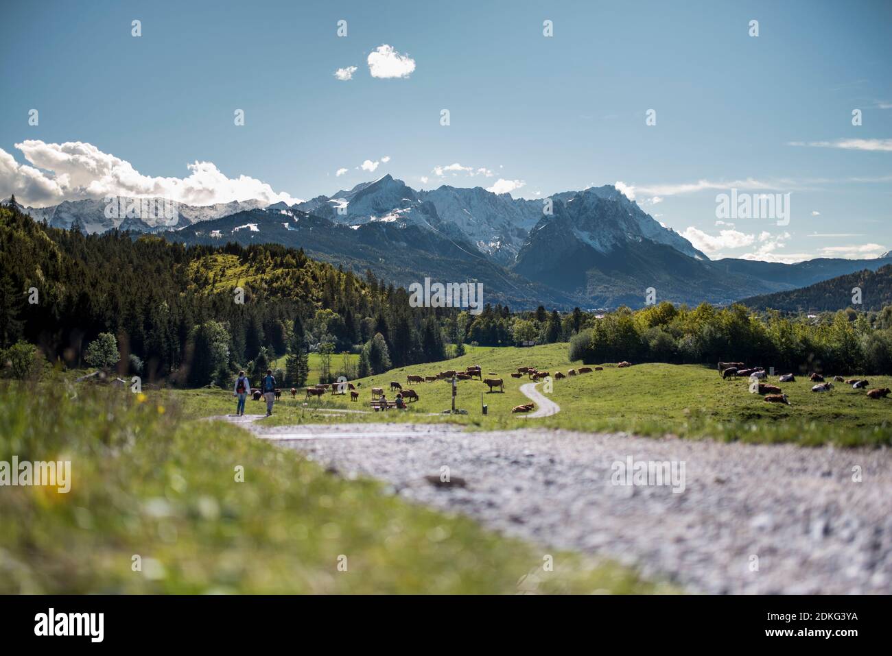 View of the Wetterstein Mountains in beautiful hiking weather, Germany, Bavaria, Garmisch-Partenkirchen Stock Photo