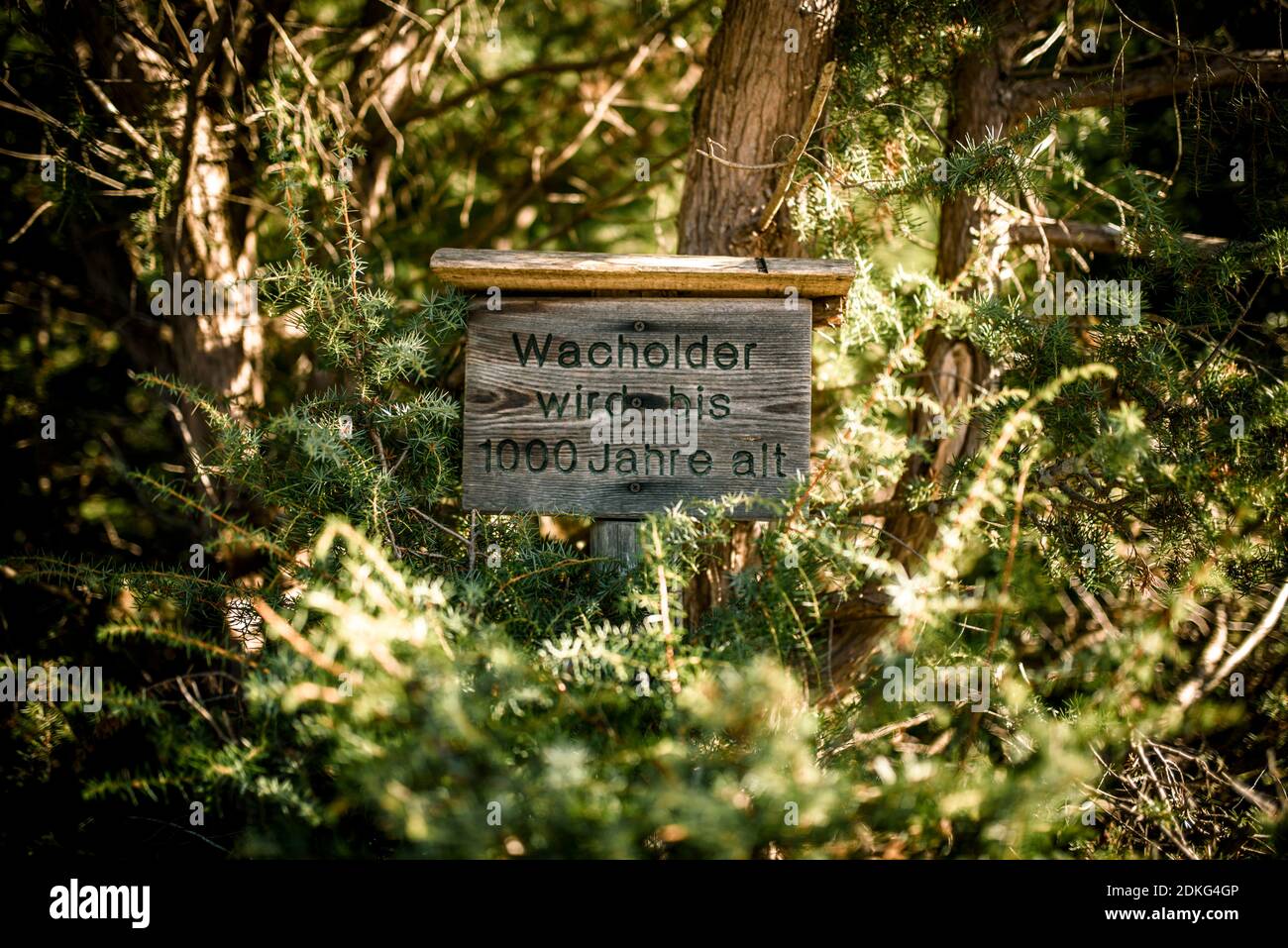 Juniper (Juniperus), info sign, forest adventure trail near Farchant, Germany, Bavaria, Garmisch-Partenkirchen Stock Photo