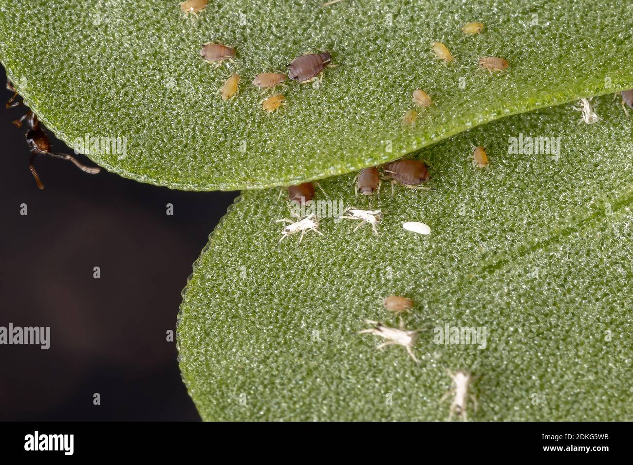 Brown Citrus Aphids of the species Toxoptera citricida eating the Common Purslane plant of the species Portulaca oleracea Stock Photo