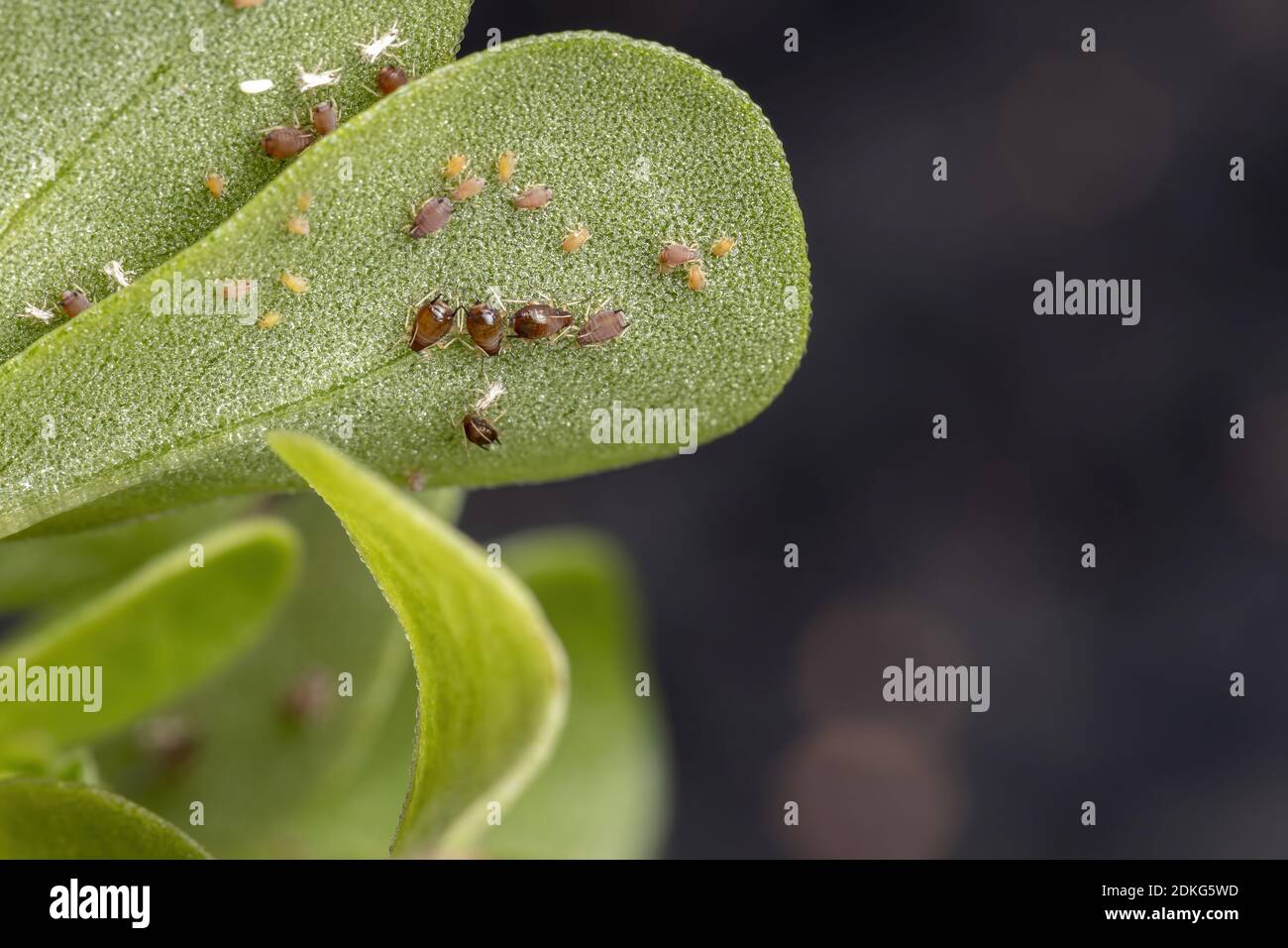 Brown Citrus Aphids of the species Toxoptera citricida eating the Common Purslane plant of the species Portulaca oleracea Stock Photo