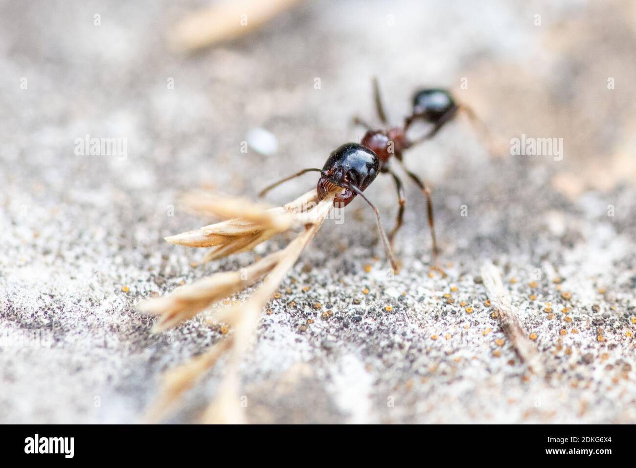 An ant carrying straw. Stock Photo