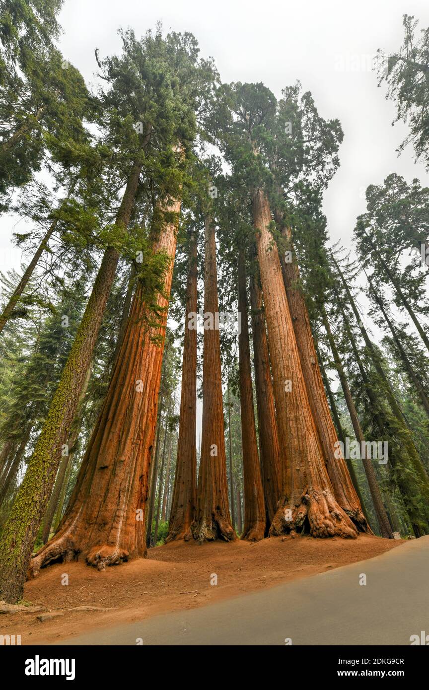 Giant Sequoias (Sequoiadendron Giganteum) a part of the Parker Group in Sequoia National Park, California. Stock Photo