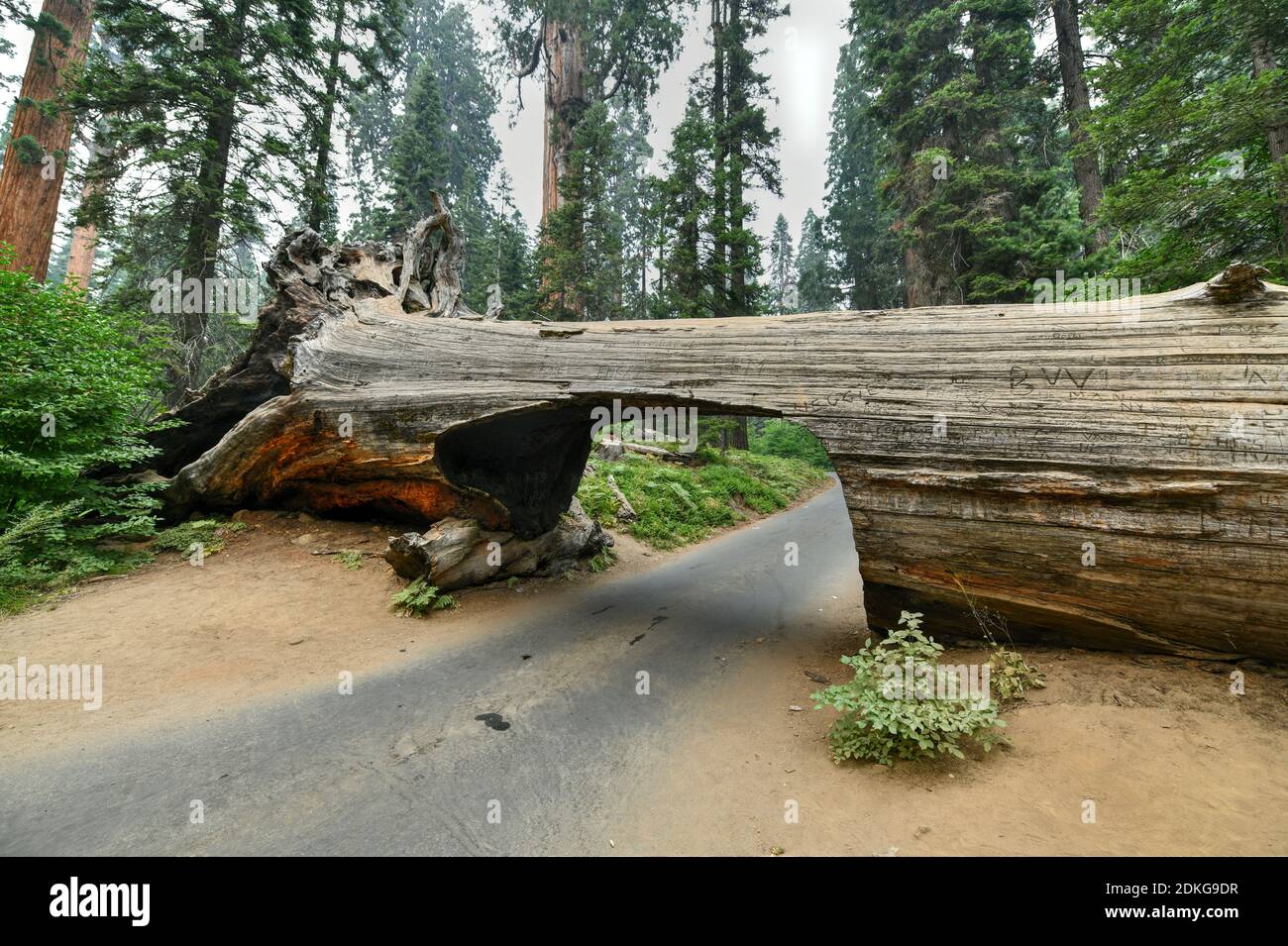 Giant sequoia tree Tunnel Log in Sequoia National Park, California, USA Stock Photo