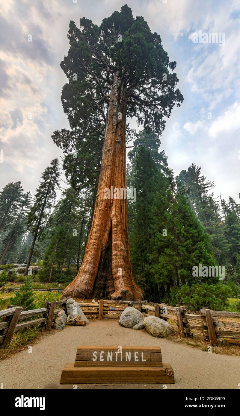 Sentinent Tree Giant sequoia tree Sentinel in Sequoia National Park, California, USA ...